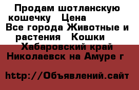 Продам шотланскую кошечку › Цена ­ 10 000 - Все города Животные и растения » Кошки   . Хабаровский край,Николаевск-на-Амуре г.